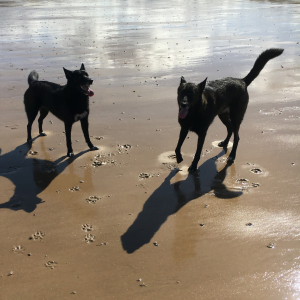 Picture shows two cute doggos on a beach